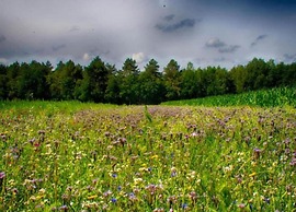 Lodge in Schaijk With Private Sauna