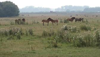 Spacious Villa in Forest Park