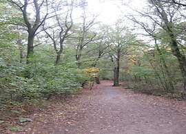 Bungalow in De Peel by Forest Retreat