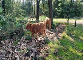 Bungalow in De Peel by Forest Retreat