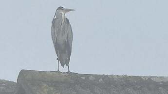 Tranquil Retreat at Oak Lodge - Swimming Pool