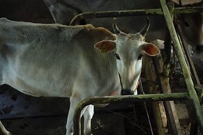 Reen Resorts Aanavilasam Thekkady