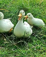 Secluded Converted Horsebox Retreat in Welcombe