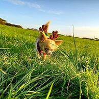 Secluded Converted Horsebox Retreat in Welcombe