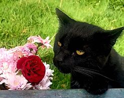 Secluded Converted Horsebox Retreat in Welcombe