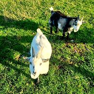 Secluded Converted Horsebox Retreat in Welcombe