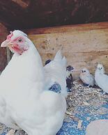 Secluded Converted Horsebox Retreat in Welcombe