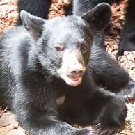 Peace Serenity Relaxation in the Smokies
