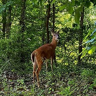 Peace Serenity Relaxation in the Smokies