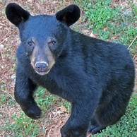 Peace Serenity Relaxation in the Smokies