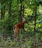 Quiet 5 Star Honeymooner Gorgeous View Pool FP