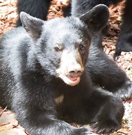 Romantic Honeymoon Cabin in the Smokies