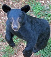 Romantic Honeymoon Cabin in the Smokies