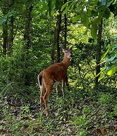 Romantic Honeymoon Cabin in the Smokies