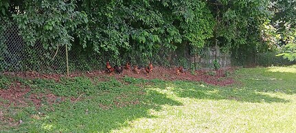 Dressrosa Guest house