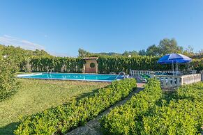 Hibiscus in Sa Pobla