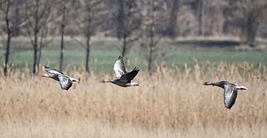 Find With Nr 509 Your Holiday Home in the Harz Mountains