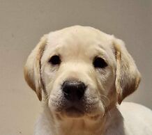 Wonderful 4 Bedroom Cottage Sleeps 8