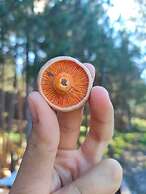 ÇAMPINARI DOĞA EVLERİ & RESTAURANT