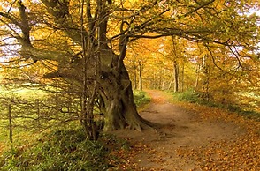 Tranquil 3 Bed - All En Suite - Cottage in Hexham