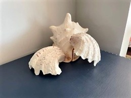 Exquisite Beachfront Residence With Luxurious Interiors The Cozy Clam 