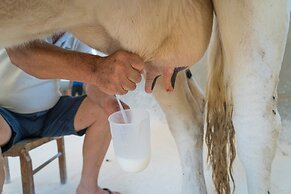 AGRITURISMO SCALELLE