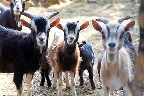 AGRITURISMO SCALELLE