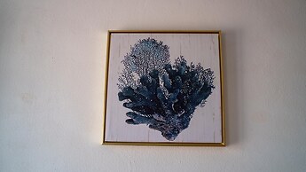 Corallo Blu in San Teodoro