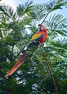 Casa Amable by Ronny's place - Manuel Antonio