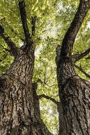 Michlhaus nature and suites