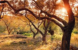 Bay View Bougainvillea Upper