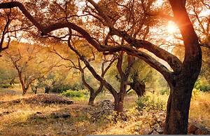 Bay View Mimosa Upper