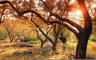 Bay View Mimosa Lower