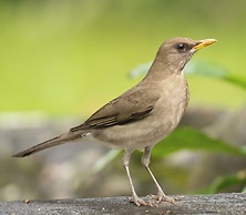 Recanto da Rose Guesthouse