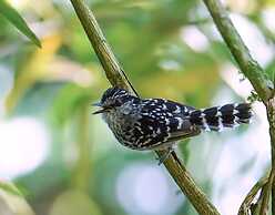 Recanto da Rose Guesthouse