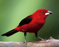 Recanto da Rose Guesthouse