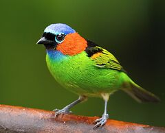 Recanto da Rose Guesthouse