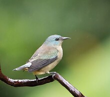 Recanto da Rose Guesthouse