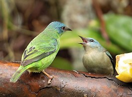 Recanto da Rose Guesthouse