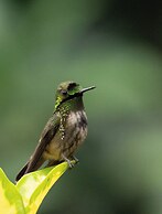 Recanto da Rose Guesthouse