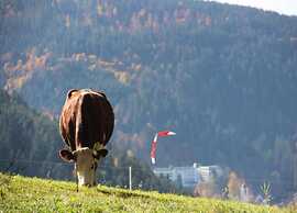 Holiday Home With Terrace in the Black Forest