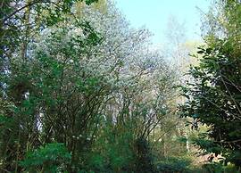 Breebos Chalet Near Antwerp Camp