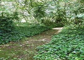 Breebos Chalet Near Antwerp Camp