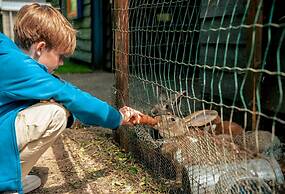 Compact Chalet With Terrace