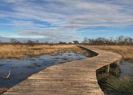 Chalet in De Peel Near Forest