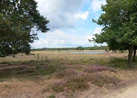 Chalet in De Peel Near Forest