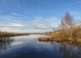 Chalet in De Peel Near Forest