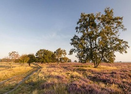Forest Glamping Near Emmen
