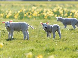 Forest Glamping Near Emmen