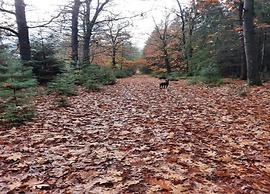 Forest Glamping Near Emmen